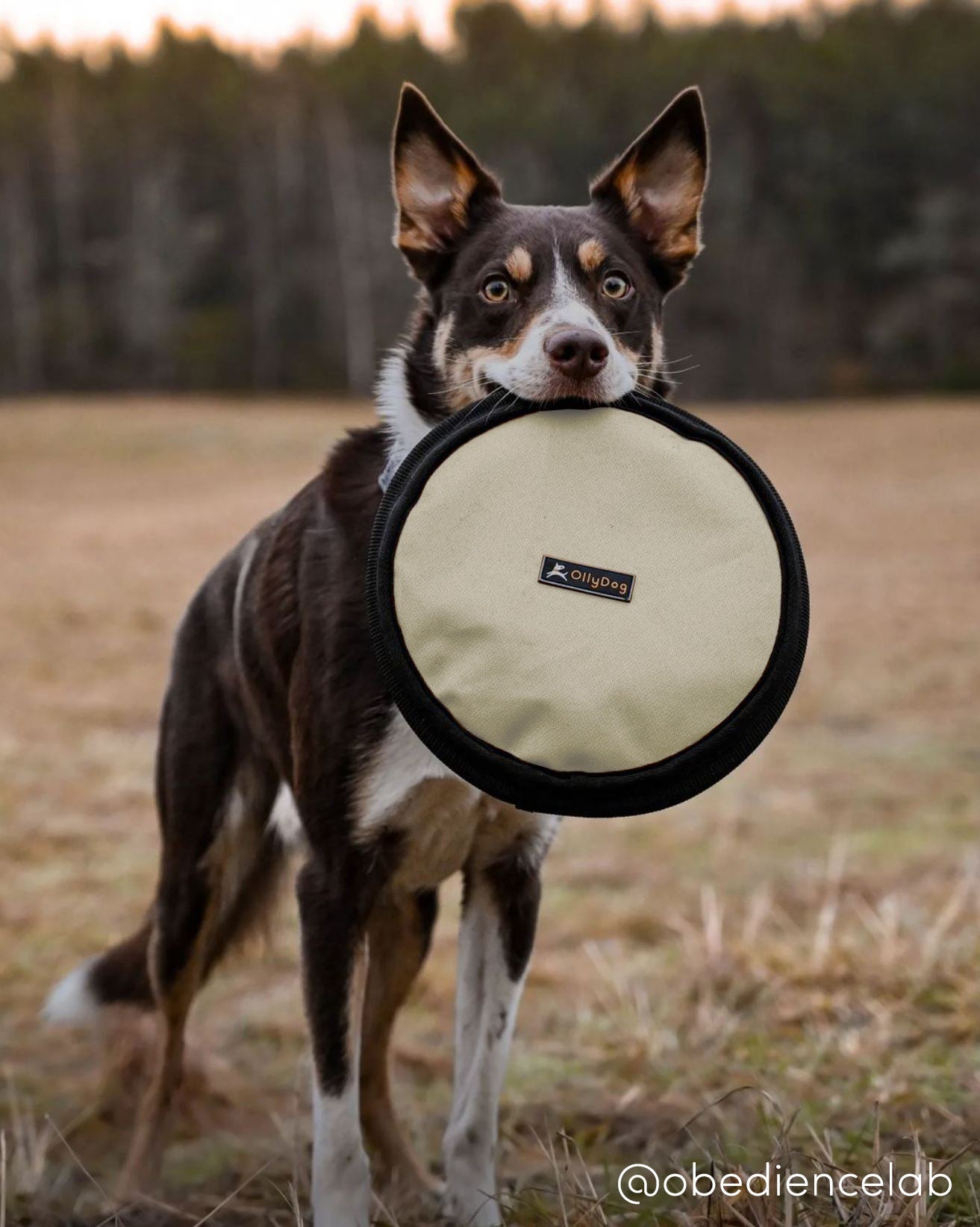 Flyer Disc | Frisbee Toy