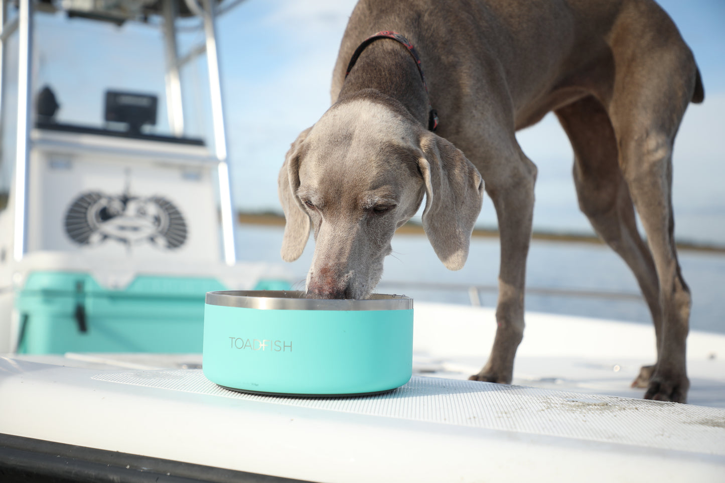 Non-Tipping Dog Bowl
